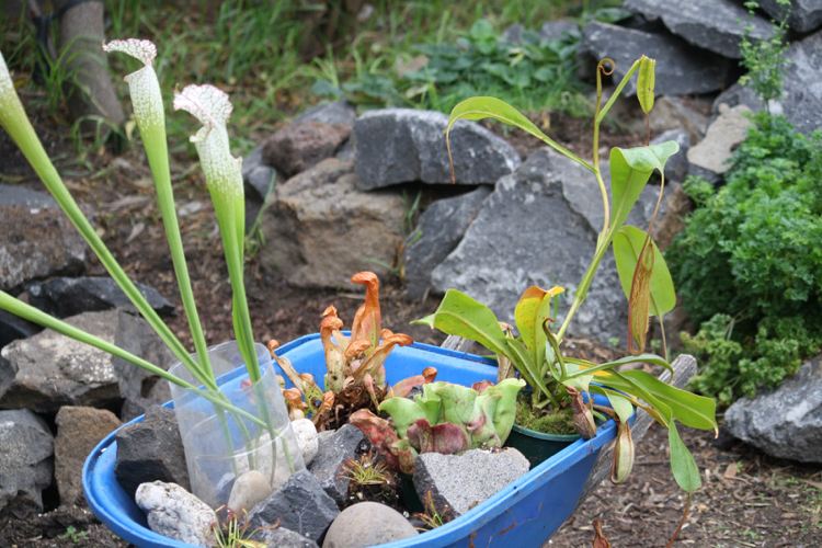 Build-your-own-build-your-own-plant-stones-dicas