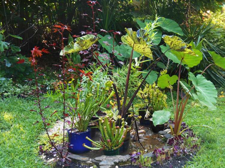 canteiros-plantas-água-da-chuva-úmido-vasos-plantas