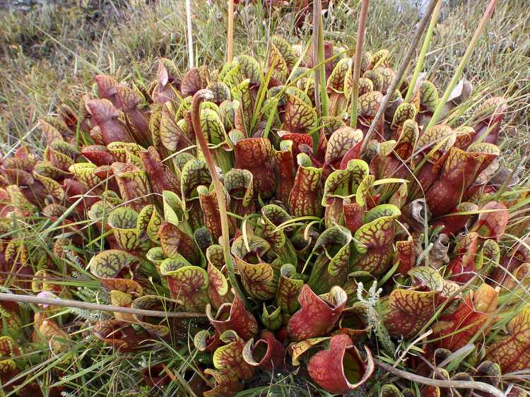 moor-bed-create-plants-Sarracenia-purpurea-Rote-pitcher-plant