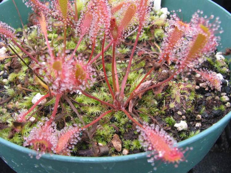 Pântano-criando-plantas-carnívoras-Drosera-anglica-sundew