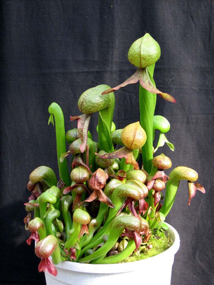 Pântano-cama-cria-carne-comedor-de-plantas-Darlingtonia-californica