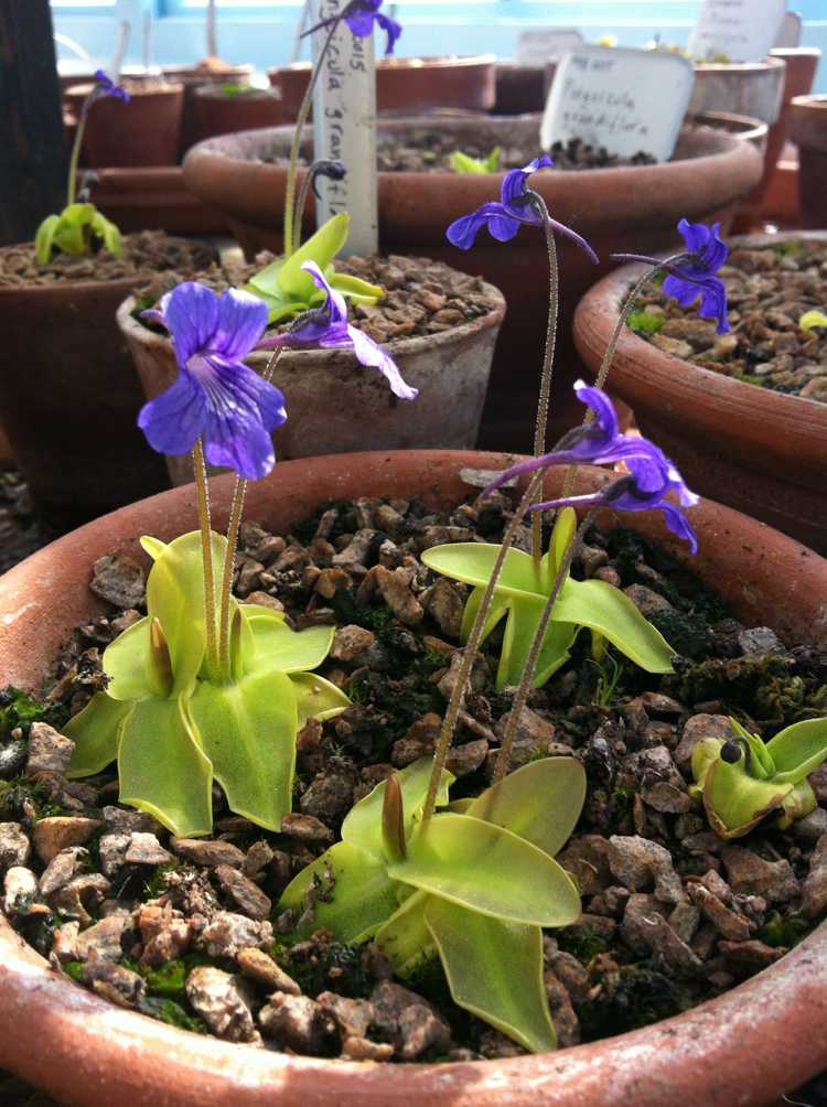 Moor-bed-create-plants-Pinguicula-grandiflora