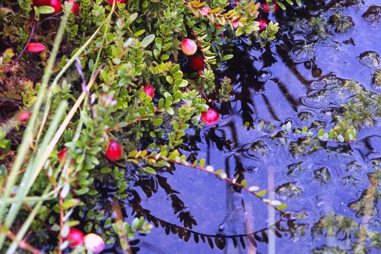 Moor-bed-create-plants-Vaccinium-oxycoccos-cranberry