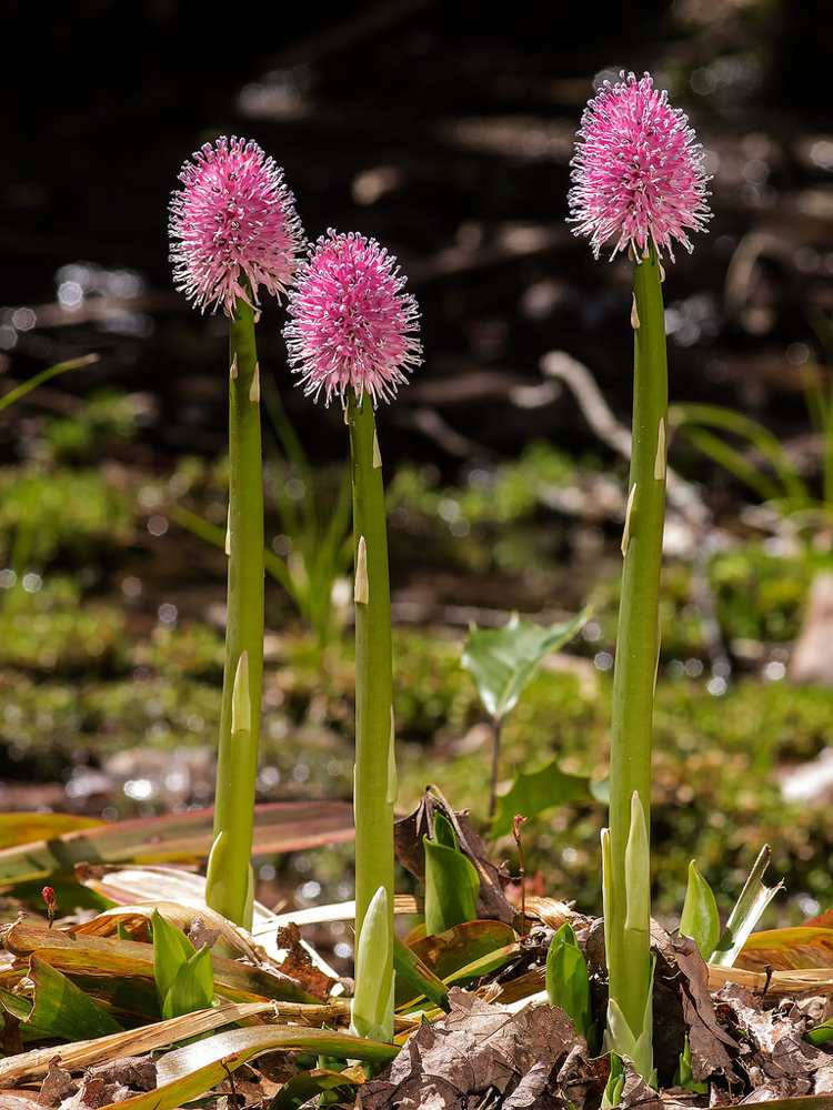 Moor-bed-create-plants-Helonias-bullata-cravo