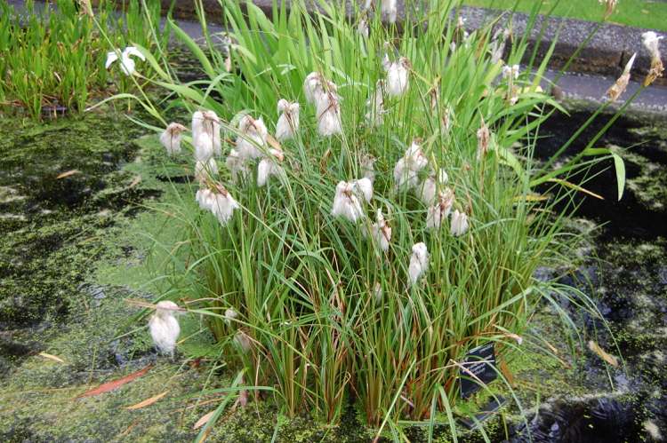 Moor-canteiro-criando-plantas-Eriophorum-russelianum-russo-lã-grama