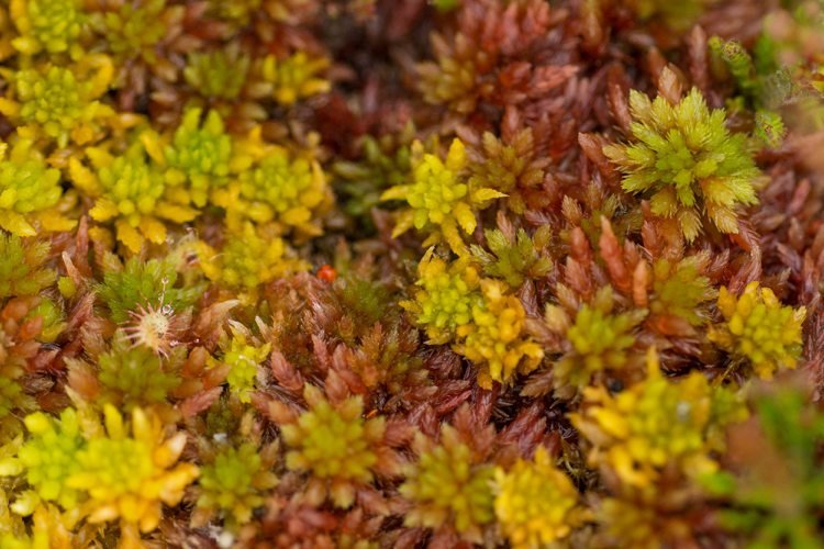 Moor-bed-create-plants-Sphagnum-palustre-turfa musgo