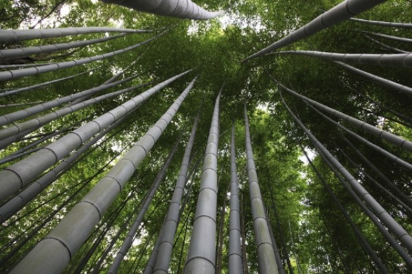 rápido renovável matérias-primas produtos de bambu processo de desenvolvimento sustentável
