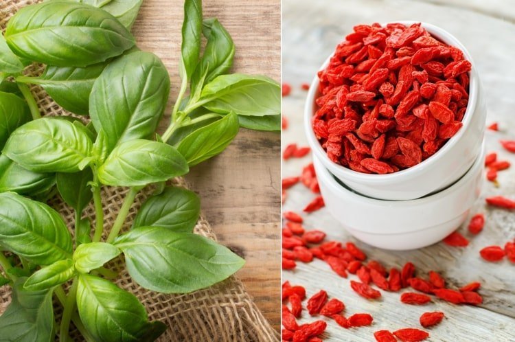 Manjericão e Goji como anticoagulantes naturais