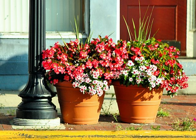 Fertilizantes para a área externa do jardim adornam as flores