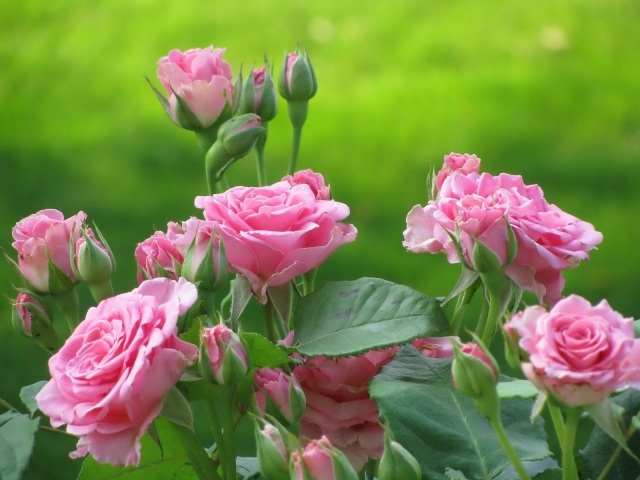 Fertilizante para o jardim lindas flores flores rosa