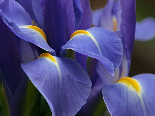 flores magníficas flores azuis cuidar adequadamente meios naturais
