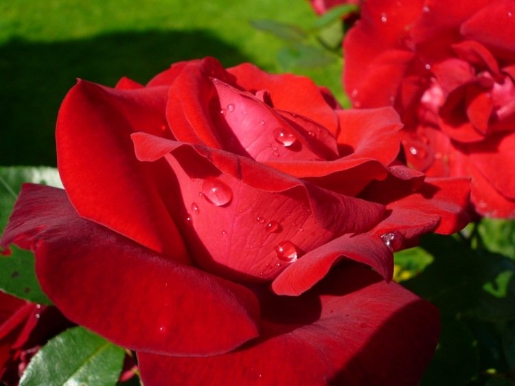 Refrigerante para assar rose-red-refresh-garden