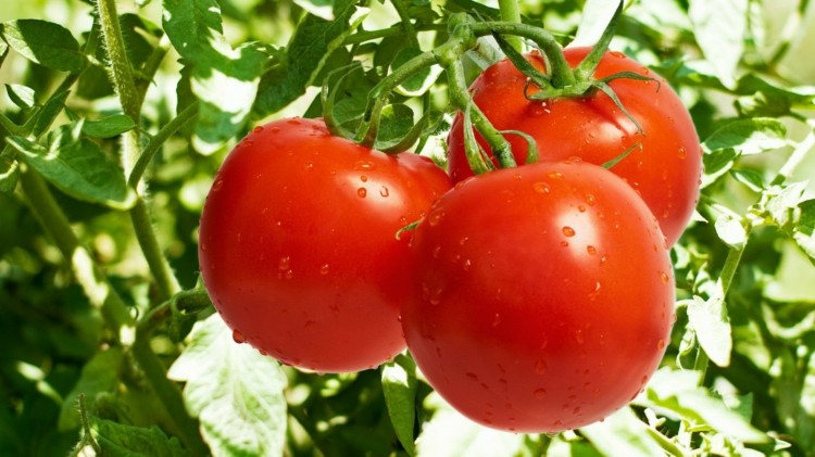 Soda-assar-tomates-doce-vermelho-jardim