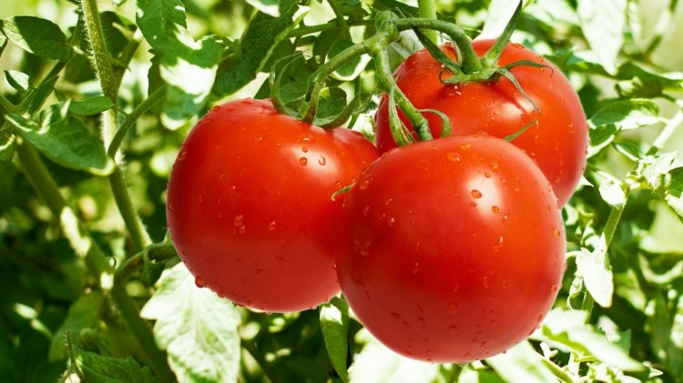 Soda-assar-tomates-doce-vermelho-jardim