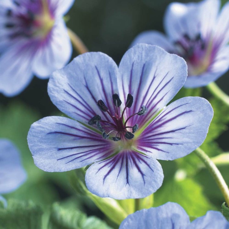 Bicarbonato de sódio-gerânio-básico-moído-roxo-flores