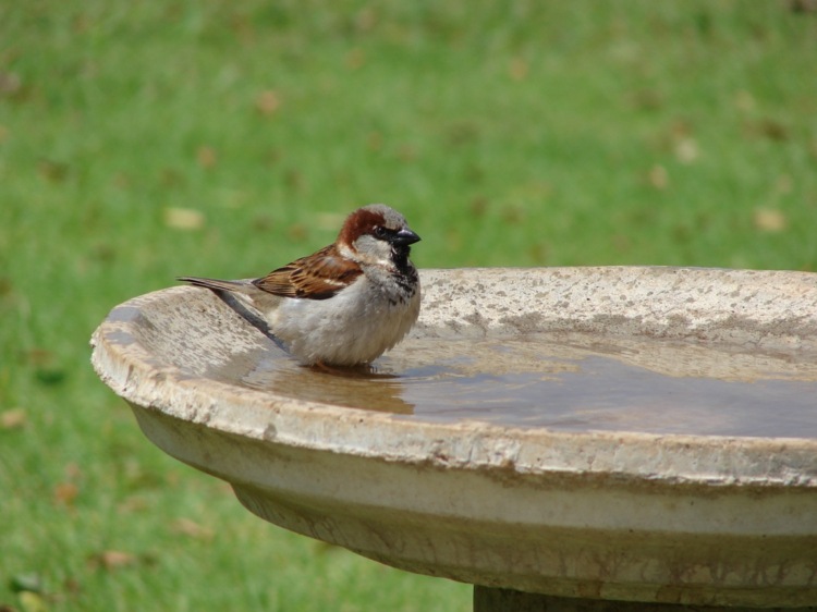 Bicarbonato de sódio-pássaro banho-limpeza-jardim-aplicação