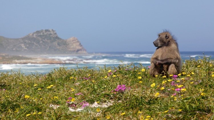 Babuíno urso senta-se em prados floridos ao lado do cabo da boa esperança na África fora da temporada de 2020