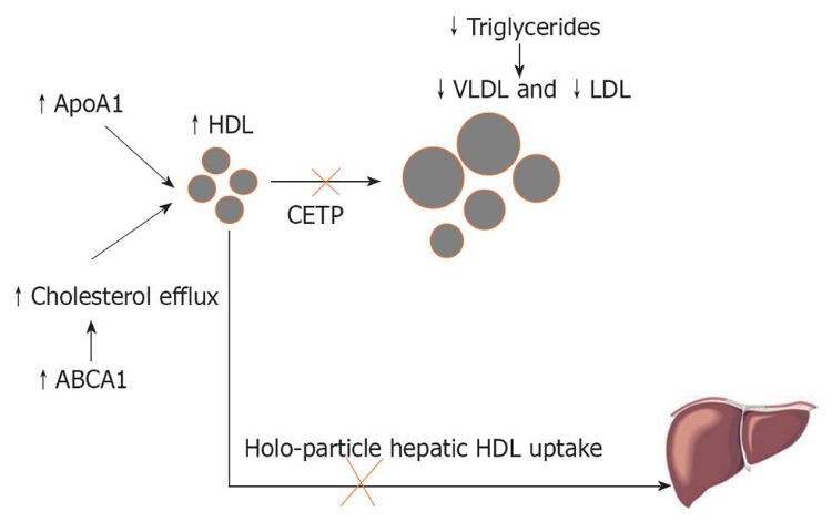 Ilustração da absorção do colesterol HDL no corpo pelo fígado