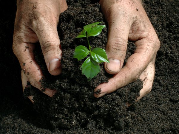 esterco-jardim-solo-planta-cuidado