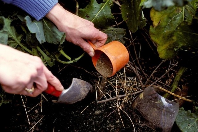 Fertilizante para o solo de madeira de freixo do jardim útil