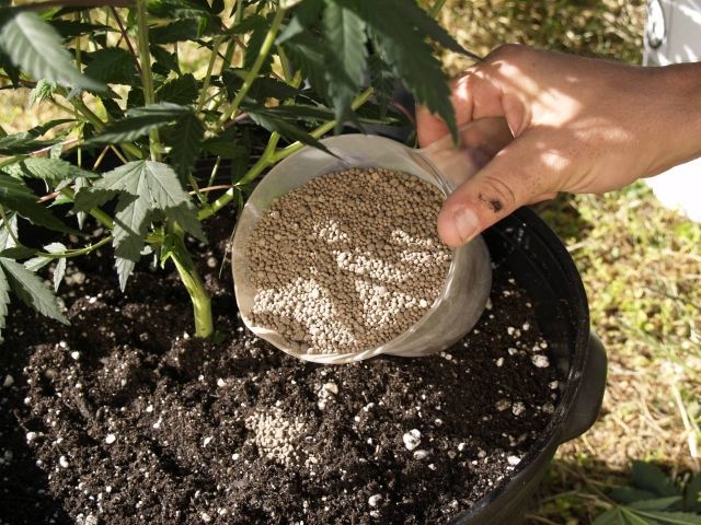 Fertilizante para o vaso de plantas de substância mineral do jardim