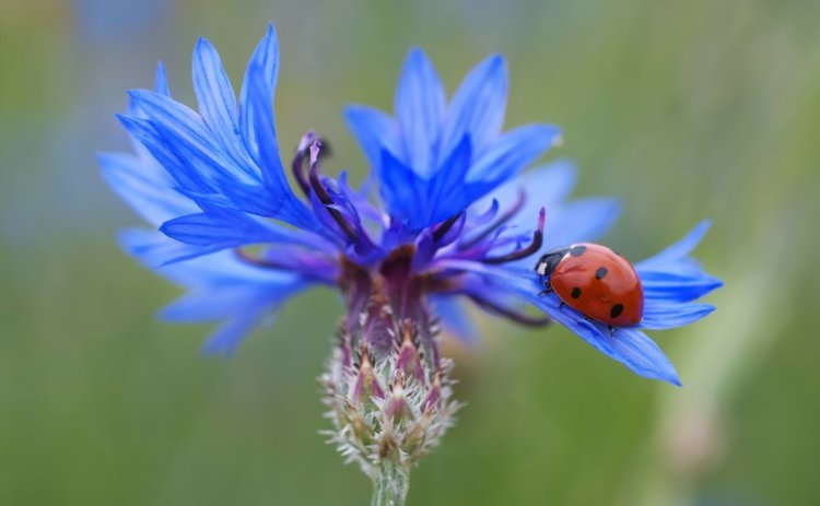 Insetos benéficos no jardim centáurea-centaurea-ciano-joaninha-atraem