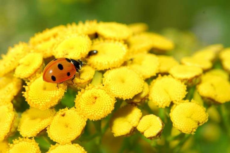 Benéfico-jardim-tansy-tanacetum-vulgare-joaninha-atrair