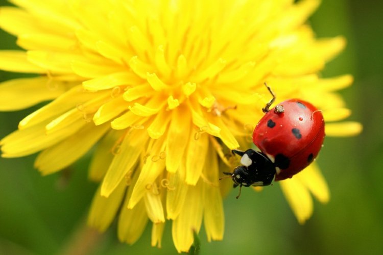 mudas-jardim-dente-de-leão-taraxacum-joaninha-atrair