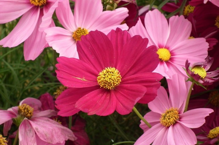 seedlings-garden-trinkets-cosmos-bipinnatus-rosa-joaninha-atrair