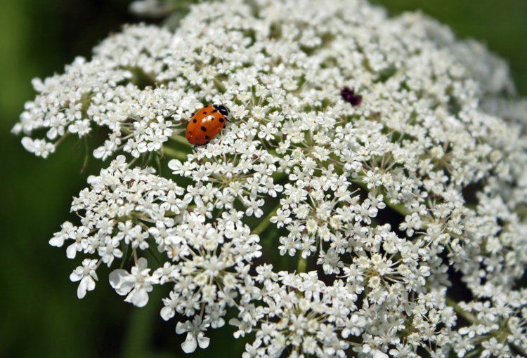 benéfico-insetos-jardim-cartilagem-cenoura-ammi-majus-joaninha-atrair