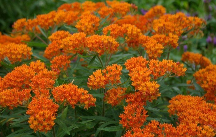 mudas-jardim-bulboso-seda-planta-asclepias-tuberosa-joaninha-atrair