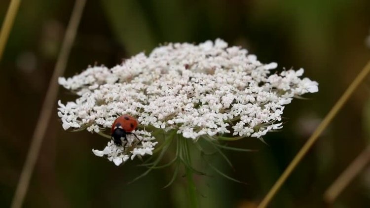 seedlings-garden-common-yarrow-achillea-millefolium-white-joaninha-atrair