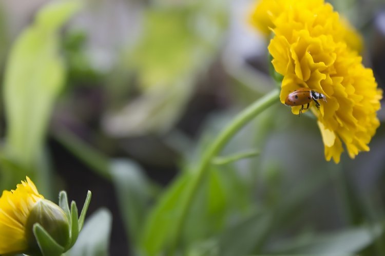 mudas-jardim-maedchenaugen-coreopsis-joaninha-atrair