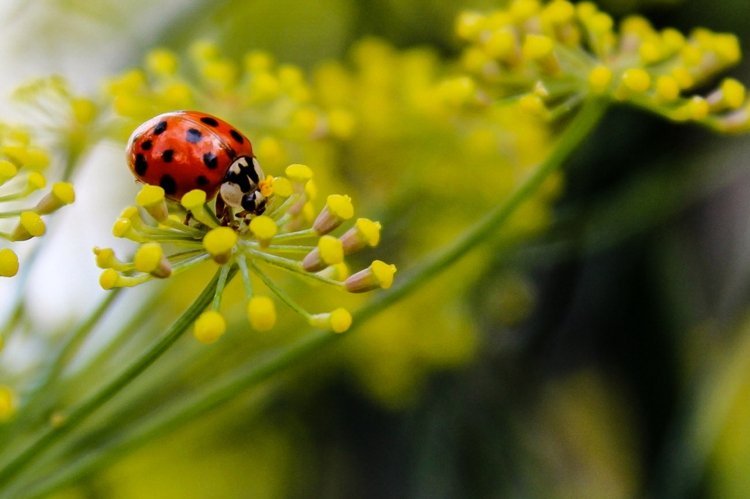 mudas-jardim-funcho-foeniculum-vulgare-joaninha-atrair