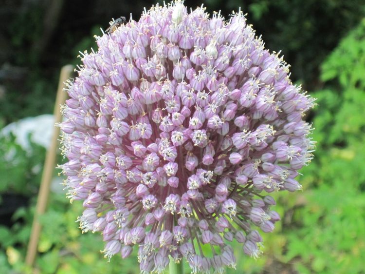 Benéfico-jardim-alho-allium-joaninha-atrai