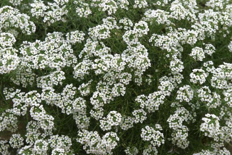 seedlings-garden-beach-silverweed-lobularia-maritima-white-joaninha-atrair