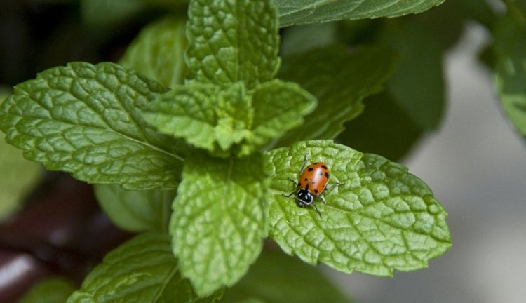 Benéfico-jardim-hortelã-mentha-joaninha-atrair