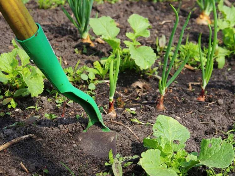 criar-cozinha-jardim-solo-soltar-cebolas-cuidado-simplesmente-argila-húmus