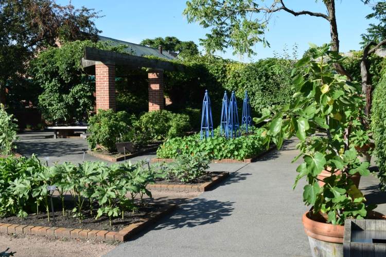 Criar-cozinha-jardim-vasos de plantas-plantas-trepadeira-vegetais-frutas