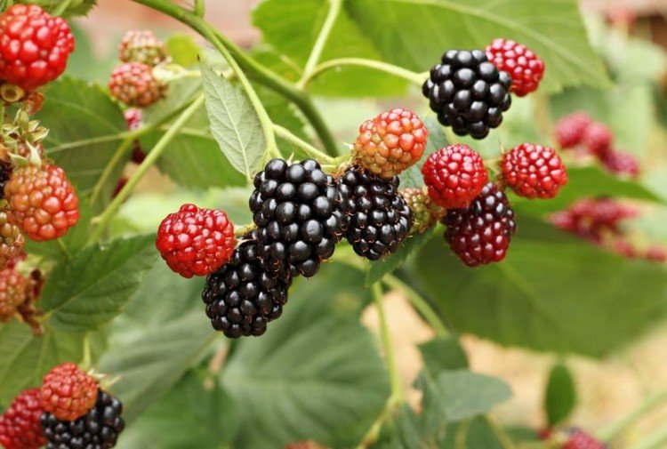 Criando uma horta berry-plants-blackberry-tips