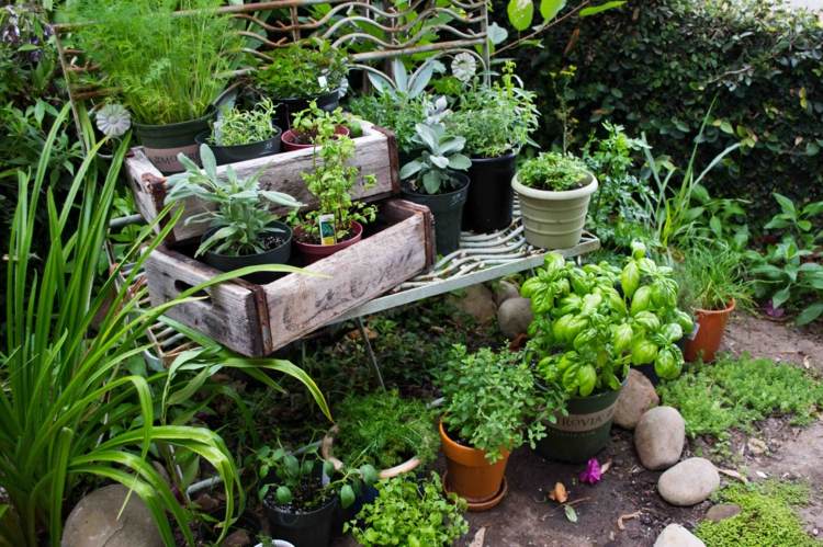 Criar-cozinha-jardim-erva-jardim-vasos de flores-especiarias-plantas