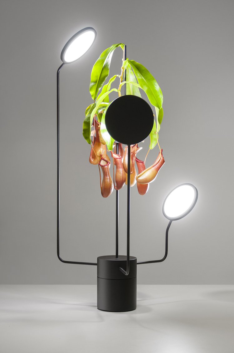 excelente cuidado com plantas de interior luz led