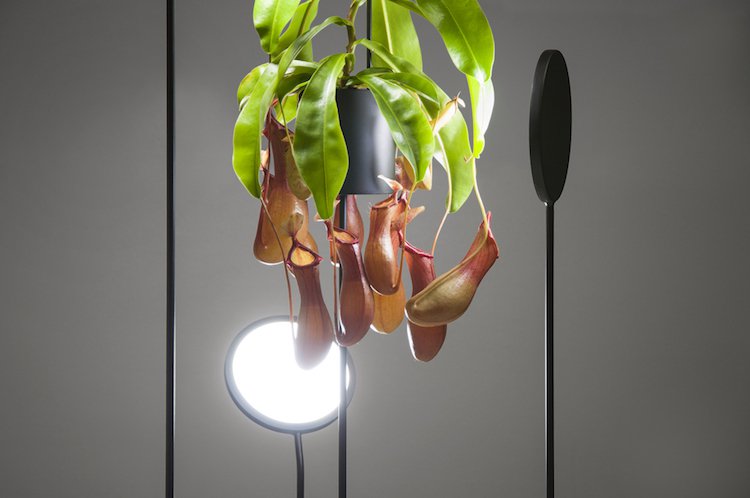 excelente lâmpada para plantas de interior