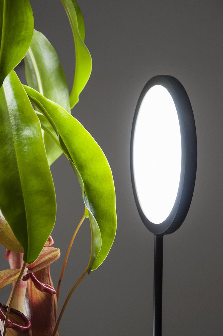 plantas de interior ideais para cuidados com a luz de iluminação LED design de lâmpada