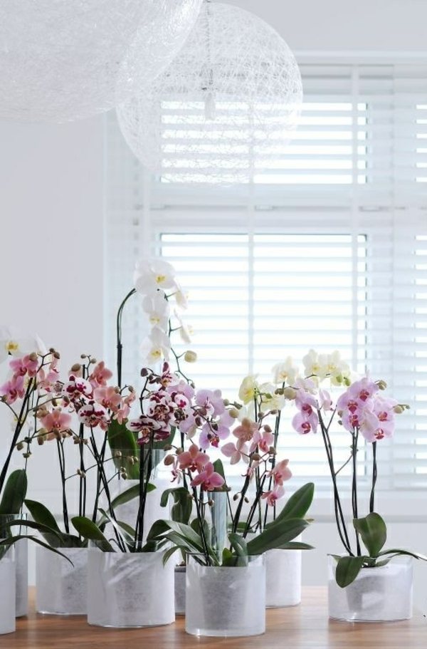 Orquídeas cultivando plantas de interior para cuidar de fertilizantes