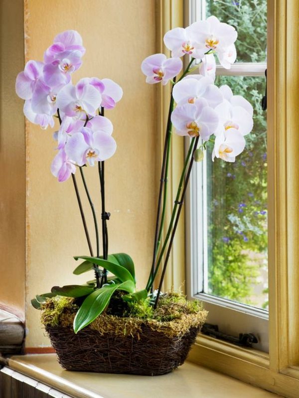 projeto de orquídeas de plantas de quarto bem conhecidas