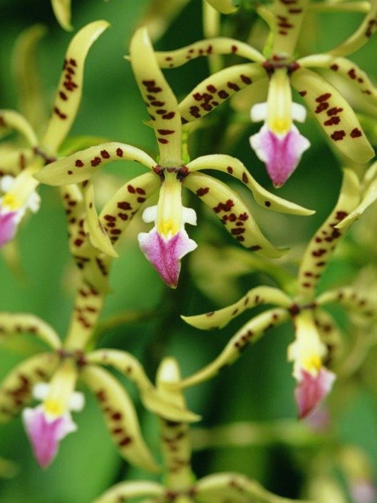 Dicas de cuidados com orquídeas Epidendrum