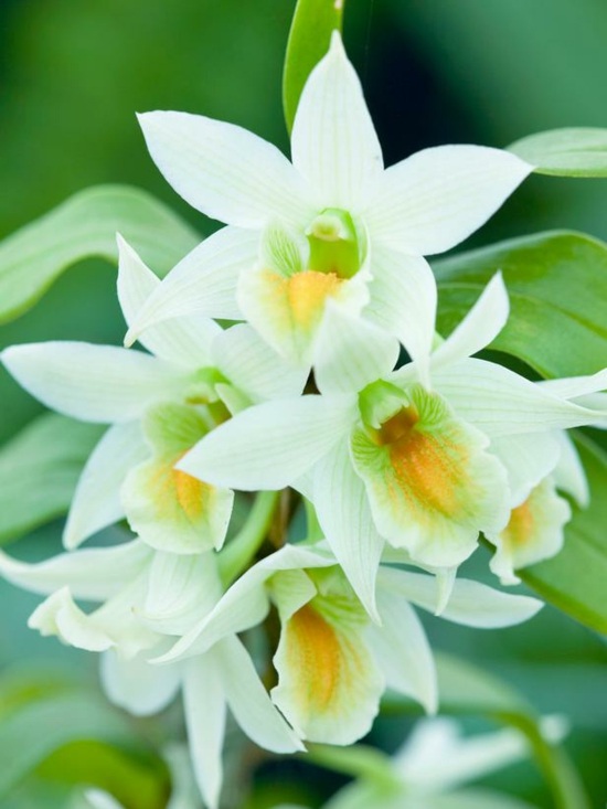 dicas de tratamento de espécies de orquídeas dendrobium