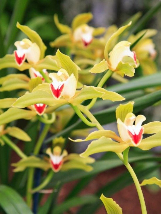 Dicas de cultivo de espécies de orquídeas Cymbidium