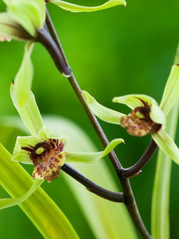 Cymbidium Kanran, orquídeas, espécies, plantas, flores